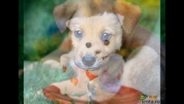 Милинькие собачки смотреть онлайн