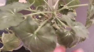 Причины скрученных листьев пеларгонии.