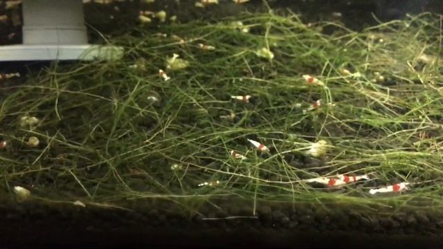 Pure Red Line (PRL) - What is a PRL? Breeding Tips and How to Grade PRL смотреть онлайн