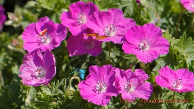 Герань кроваво-красная Вижн (geranium Sanguineum Vision) ? обзор: как сажать, саженцы герани Вижн