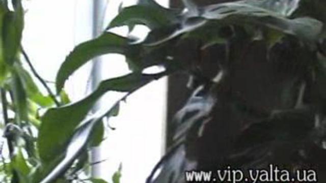 Отдых в Крыму. Сдам 3-х комнатную квартиру в Гурзуфе.