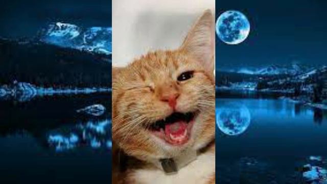 #shorts Улыбка Флемен у животных смотреть онлайн