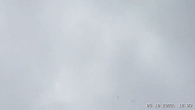 #Pigeons.Как поднять иммунитет у голубей и отличить сапсана от перепелятника,чеглока и пустелгы. смотреть онлайн