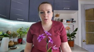 Дендробиум фаленопсис - уход в домашних условиях