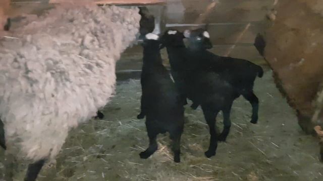 Романовская овца и ягнята. смотреть онлайн