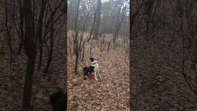 Работа лайки (РЕЛ) 1,3года.по белке Украина Киев