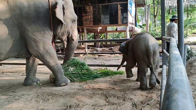(ใบบุญ)รอพ่อกลับมาจากตัดอาหาร(ฺBaibun)Waiting for dad to come back смотреть онлайн