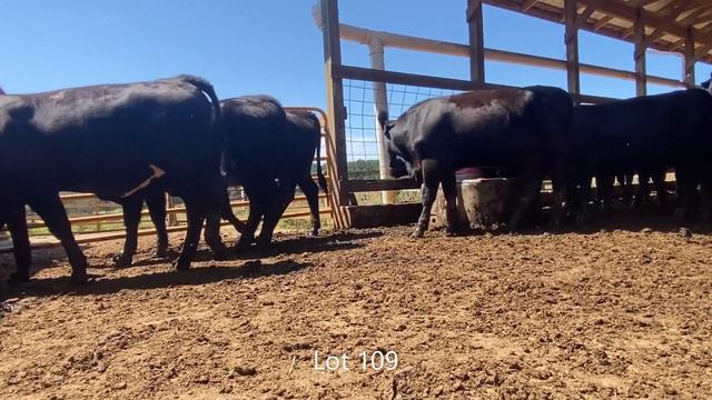 Lot 109 - 2021 Amelia Area Cattlemen LLC VQA Feeder Calf Sale - Heifers смотреть онлайн