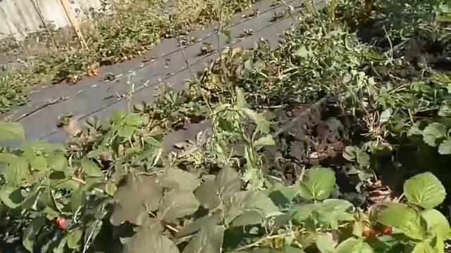 САЖЕНЦЫ МАЛИНЫ МАРСЕЛА и ЭНРОСАДИРА! смотреть онлайн