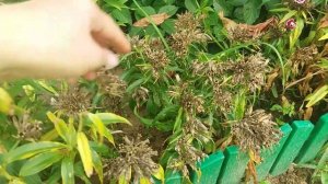 Турецкая гвоздика во время цветения и сбор семян  гвоздики