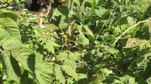 ОБЗОР малины сорт АТЛАНТ