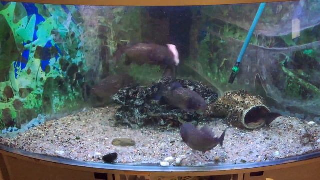 Кормление голодных пираний (Feeding the hungry piranha) смотреть онлайн
