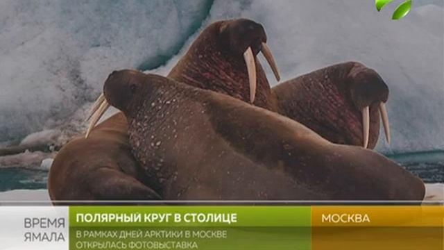 В Москве открылась фотовыставка «Полярный круг, Бульварное кольцо» смотреть онлайн