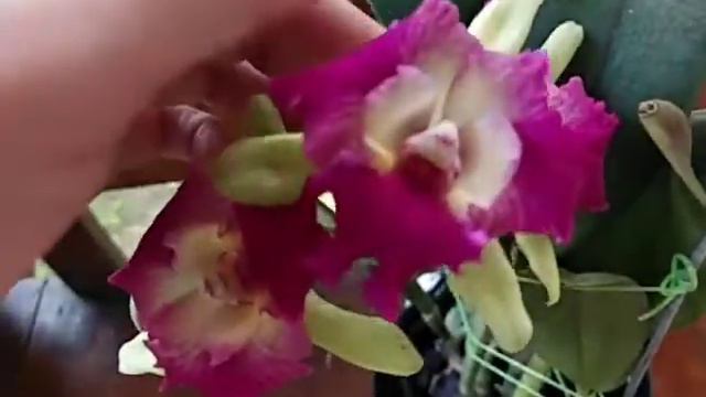 Rth. QingMing Beauty #9 смотреть онлайн