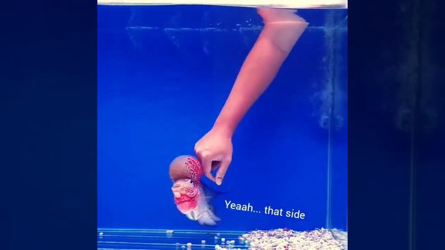 FLOWER HORN FISH PLAYING (MIND VOICE) смотреть онлайн