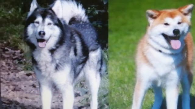 видио для оубикью и других акита ину🐕 смотреть онлайн