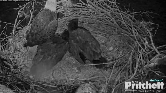 SWFLEC 3-8-23. Owl Strike on M15 at 23:12; Knocked off Attic, into Nest; M15 & the E's are OK. смотреть онлайн