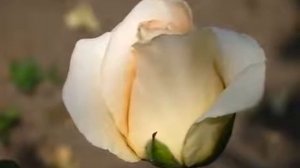 Rose Talea (Талея роза)