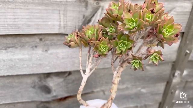 Aeonium Bronze Medal
