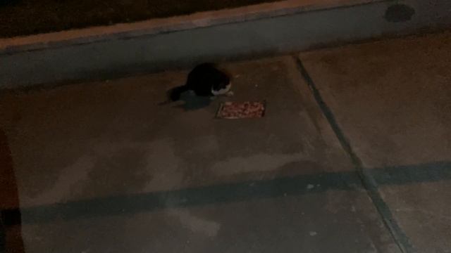 Стамбул.Сауда үйдін жанында көп мысықтар жүреді екен🐱Турция. Еуропадан Турцияға.31.08.2023 смотреть онлайн