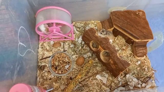 СОДЕРЖАНИЕ ХОМЯКА| УХОД ЗА ХОМЯКОВ| ХОМЯКИ| КАК УХАЖИВАТЬ ЗА ХОМЯКАМИ? смотреть онлайн