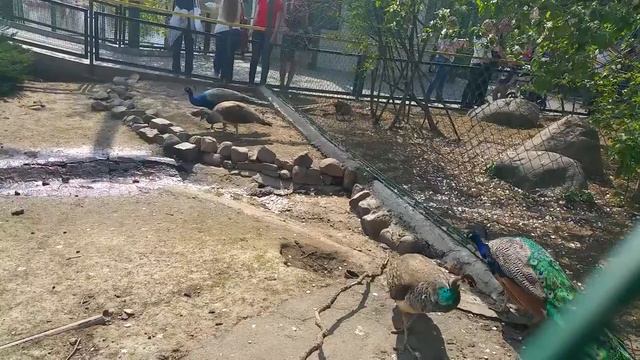 Московский зоопарк(17) смотреть онлайн