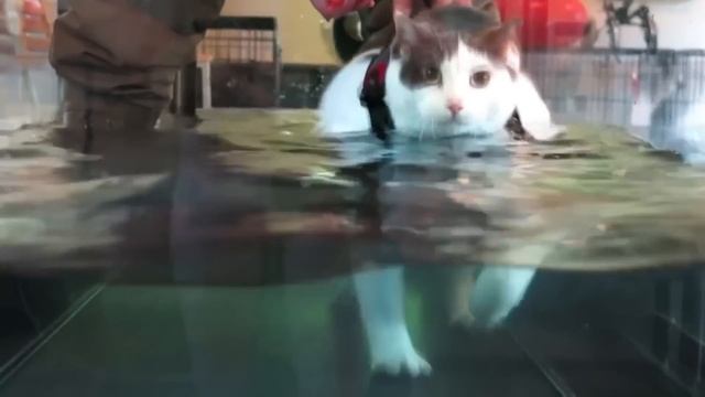 Только твой Марафон! Cat Staying Alive Кот - Остаться в живых смотреть онлайн