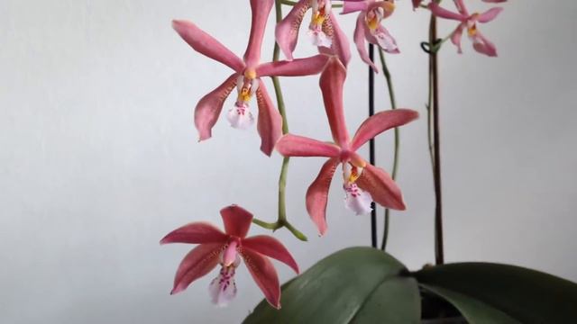 Phalaenopsis schilleriana x mannii (Bronze Maiden) смотреть онлайн