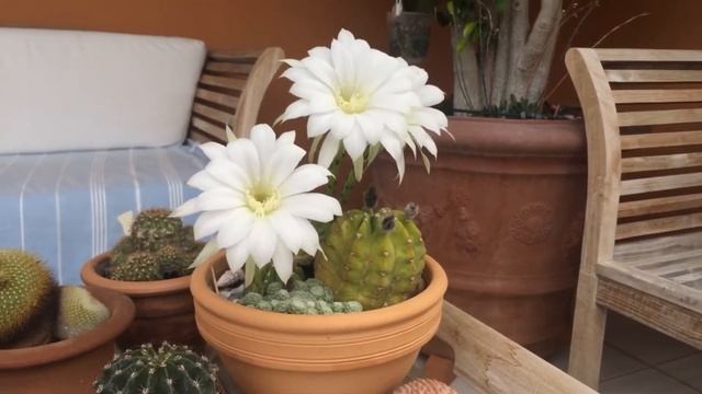 Echinopsis Subdenudatus. Уход за кактусом Эхинопсис.