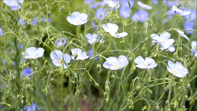 Лен Небесная Лазурь смотреть онлайн