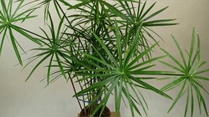 Циперус в человеческий рост! Лайфхак! Как добиться такого эффекта?