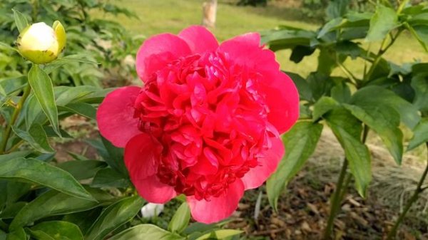 Command performance. Первое цветение.