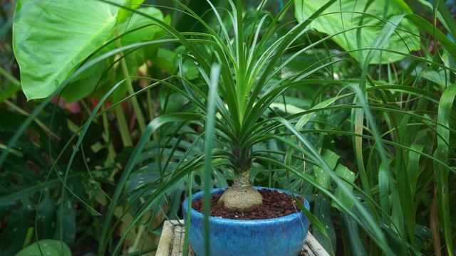 Growing Ponytail Palms || Brown Leaf Tips || Troubleshooting смотреть онлайн