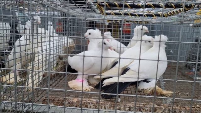 Голуби цены Птичий рынок г Пятигорск -ч1 смотреть онлайн