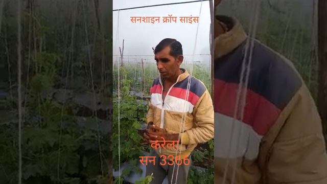 Sunshine Crop Seeds||All Types Of Seed Are Available|| Live Results Of Sunshine Seeds.