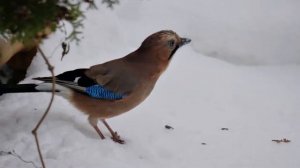 Сойка мяукает