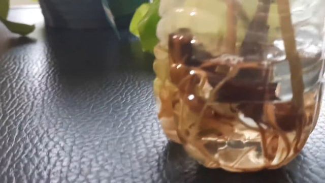 Philodendron golden goddess propagation update смотреть онлайн