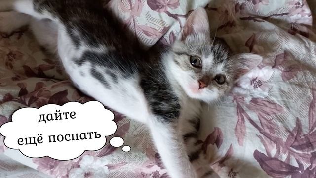 КТО КАК СПИТ? THE CAT IS SLIPPING смотреть онлайн
