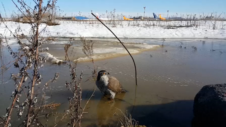 Ястреб-тетеревятник Сильва купается в луже смотреть онлайн
