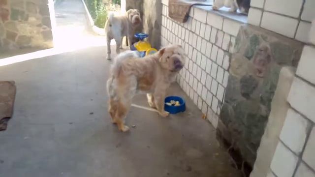 Умный Шарпей смотреть онлайн