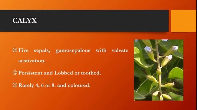 VERBANACEAE смотреть онлайн