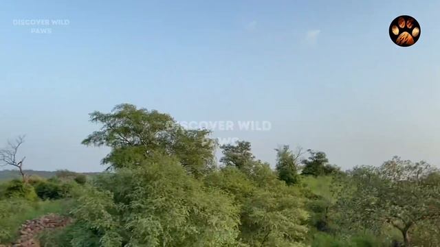 Male Tiger Chasing Jeep in Ranthambore National Park | Goosebumps Guaranteed | Tiger Mock Charge смотреть онлайн