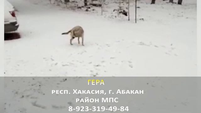 Пропала собака! ГЕРА. респ. Хакасия, г. Абакан смотреть онлайн
