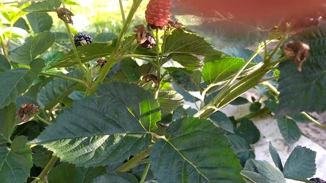 Удивительный летний сорт ежевики порадовал осенью! смотреть онлайн