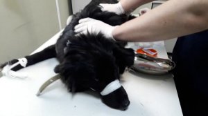 СТЕРИЛИЗАЦИЯ СУКИ! ВАЖНАЯ ИНФОРМАЦИЯ ОТ ВЕТЕРИНАРНОГО ВРАЧА.