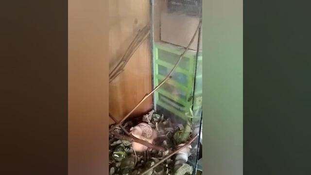 Презентация по Биологии (Питание богомола) смотреть онлайн