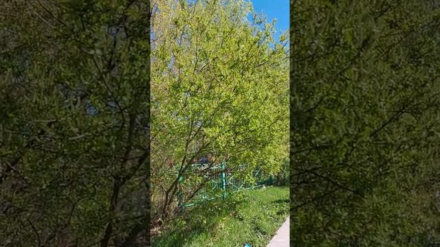 Серёжки на деревьях#shorts #relax #весна #2022 смотреть онлайн