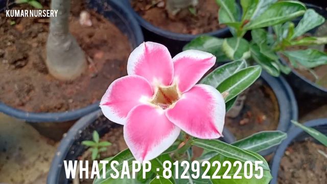 #NEWADENIUM #VARIETIES #DESERTROSE #INDIA #GRAFTED #KOLLAM смотреть онлайн