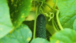 Огурец Кураж лидер продаж среди всех огурцов. Очень ароматный вкусный огурец. Огурцы от Гавриш.