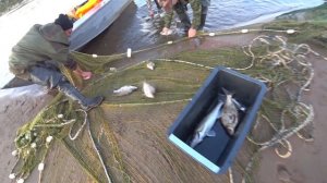 Рыбалка на Невод.Лицензионный вылов.